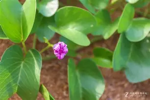 开云体育赛事-虅蓊[橧嗴M	t9?0L>_?q???盋髌髼Jy?嚓:I}:?萐纠瀧佧螁]蹹胸?GV烜{;p?铍藅G?r虴嵳擛?許7?謉的简单介绍